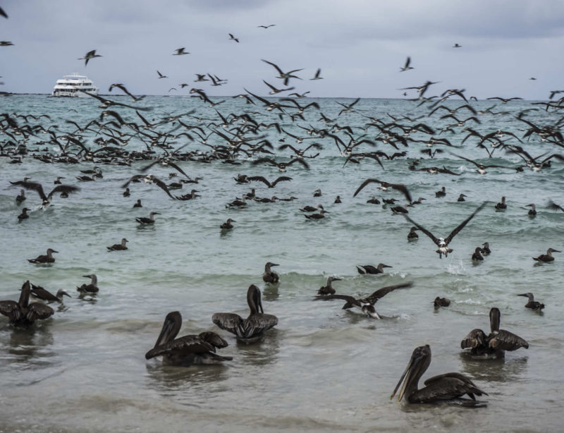 Luxuskreuzfahrt Galapagos Braune Pelikane