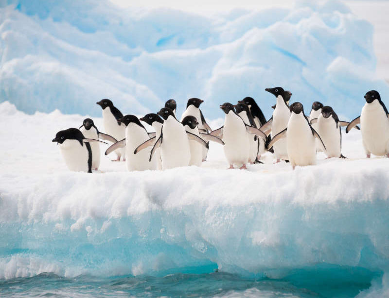Kreuzfahrten Antarktis Luxusreise