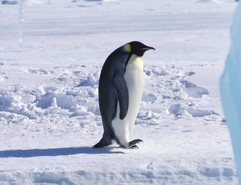 Luxusexpeditionsreise Antarktis Falklandinseln 14