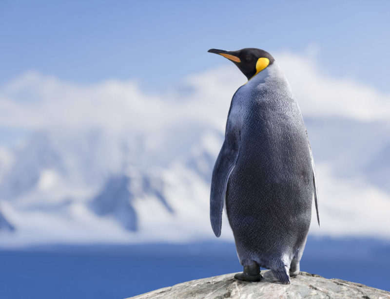 Luxusexpeditionsreise Antarktis Falklandinseln 15