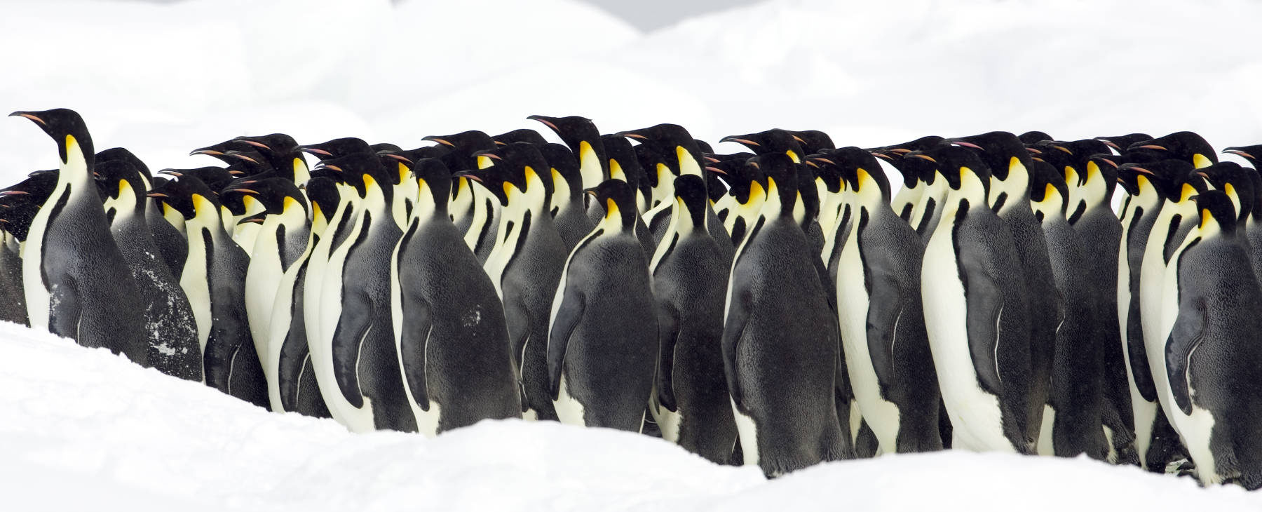 Luxusexpeditionsreise Antarktis Falklandinseln 7