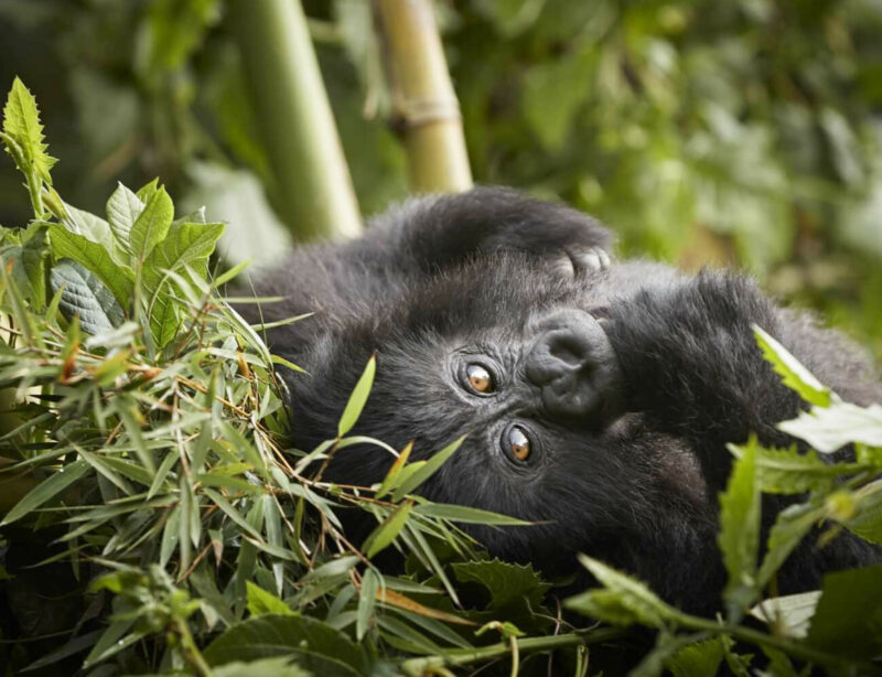Luxusreise Safari Ruanda One&Only Gorilla´s Nest