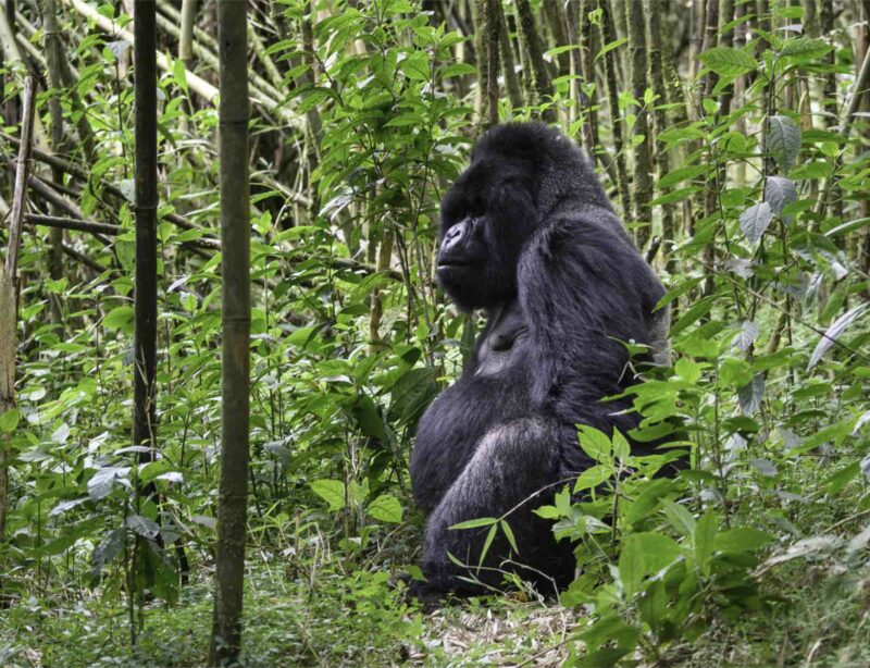Luxusreise Ruanda Gorillas Wilderness Bisate Lodge