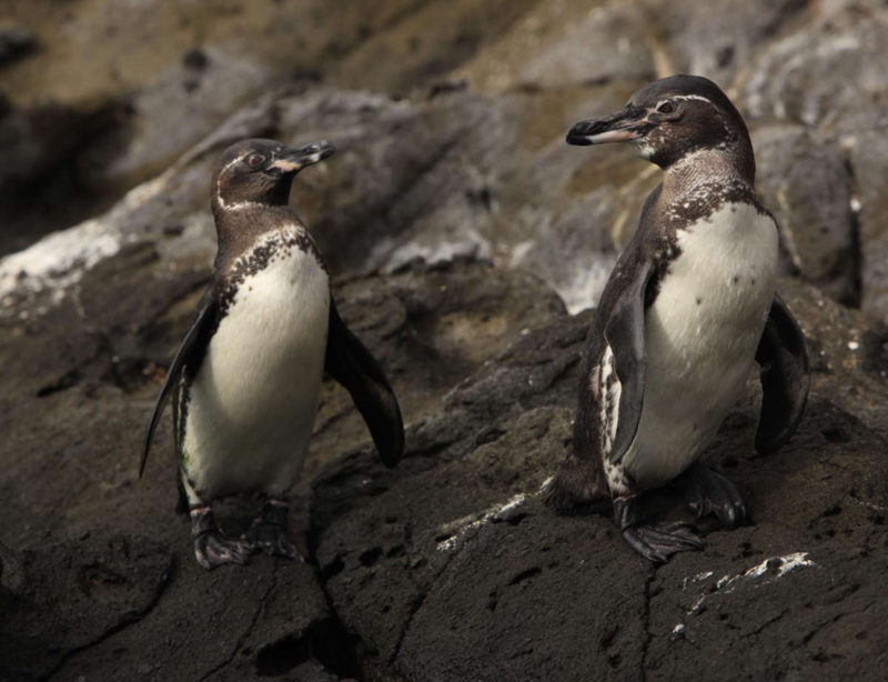 Luxuskreuzfahrt Galapagos Fernandina Pinguine