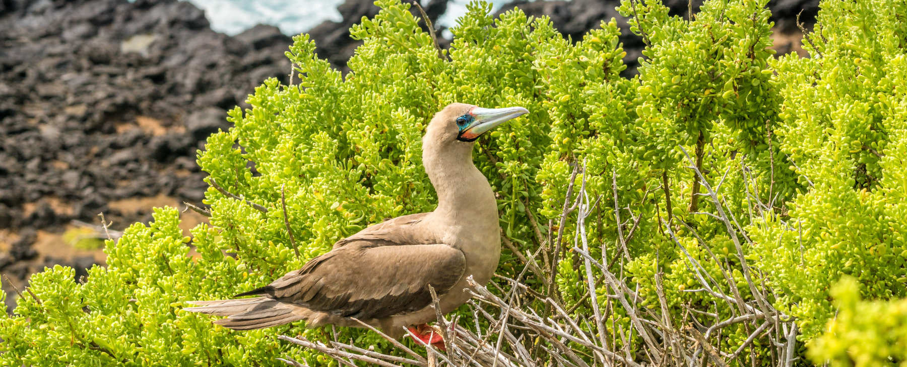 Luxuskreuzfahrt Galapagos Rotfusstölpel