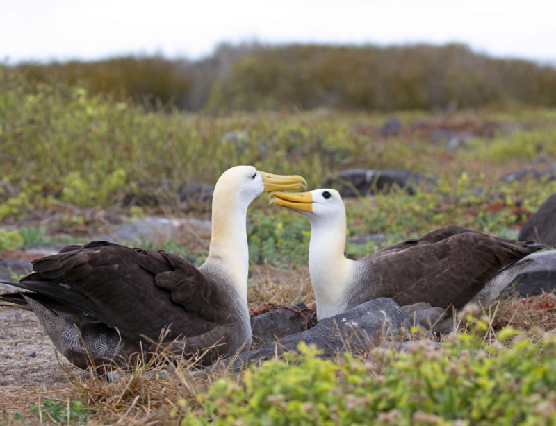 Luxuskreuzzfahrt Galapagos Albatros