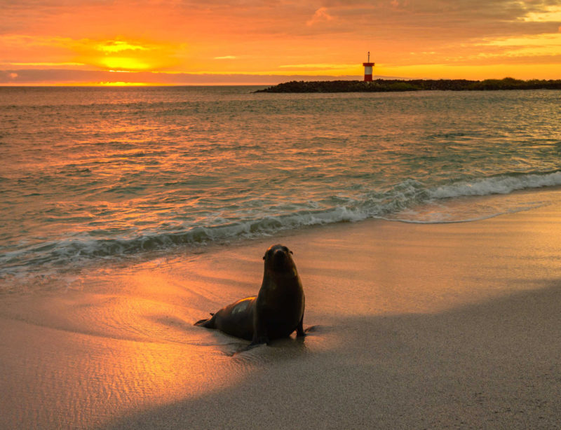 Luxuskreuzzfahrt Galapagos Baby fur seal at Punta Carola