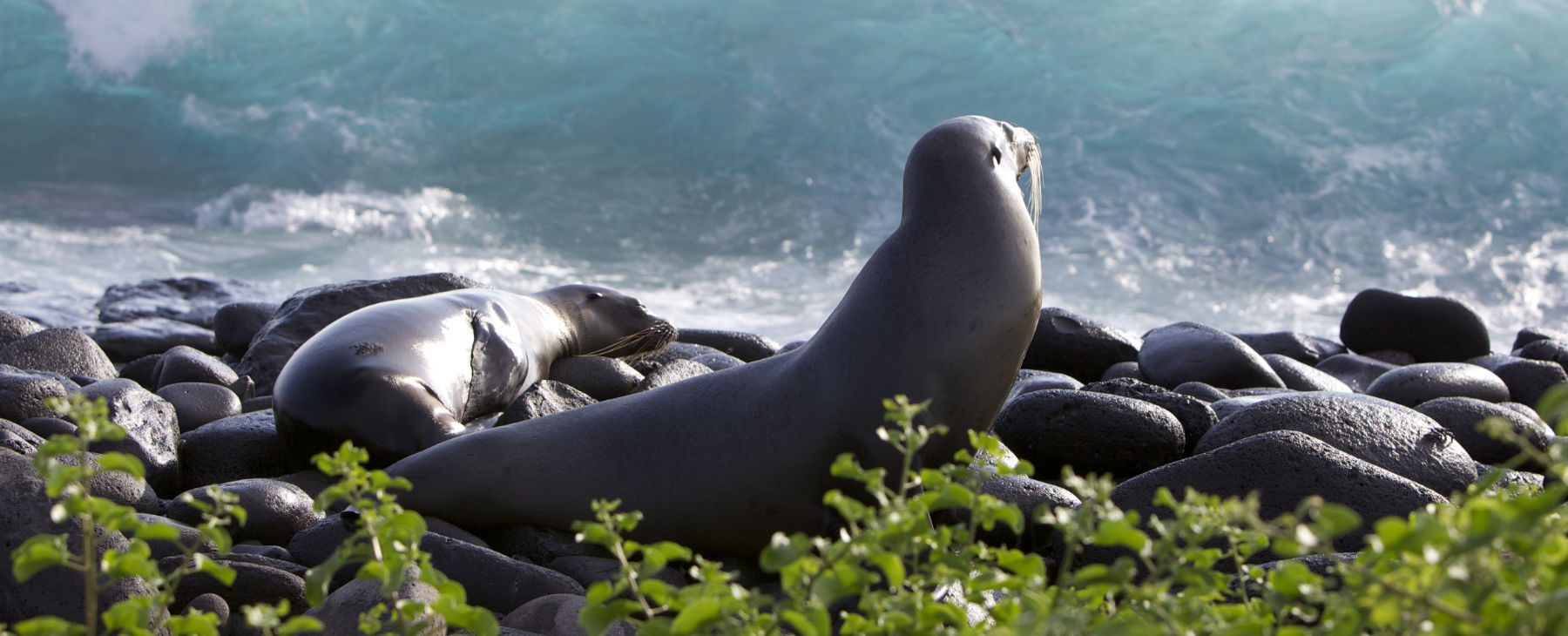 Luxuskreuzzfahrt Galapagos Bartolomeo Seelöwen 2