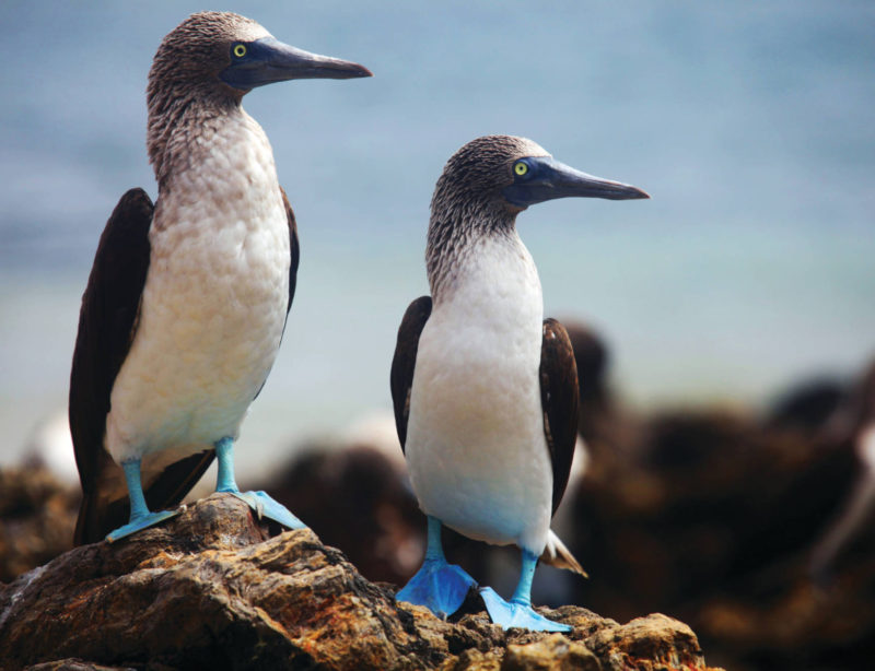 Luxuskreuzzfahrt Galapagos Blaufusstölpel