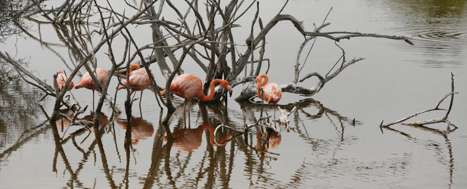 Luxuskreuzzfahrt Galapagos Floreana Flamingo