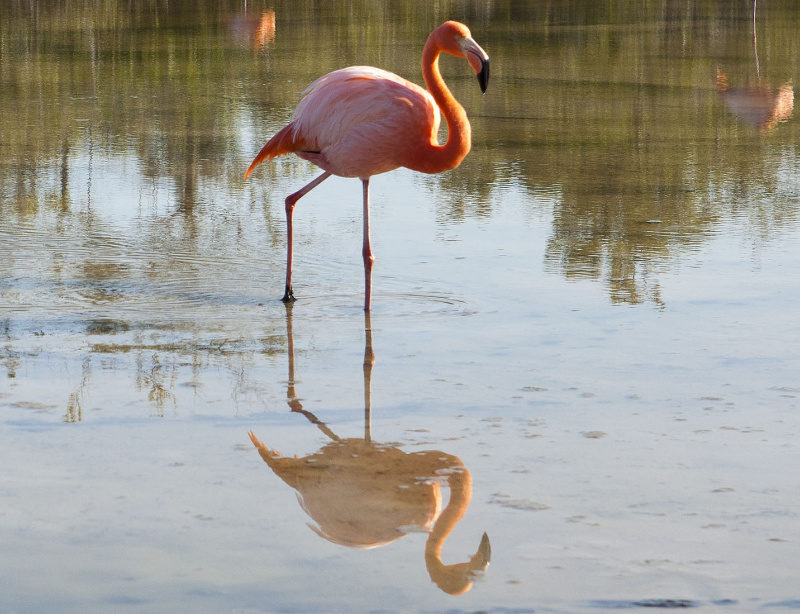 Luxuskreuzzfahrt Galapagos Floreana Flamingo 3