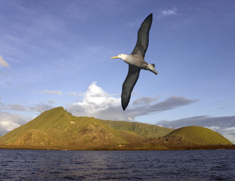 Luxuskreuzzfahrt Galapagos Volcano on Isabella Island_Albatros
