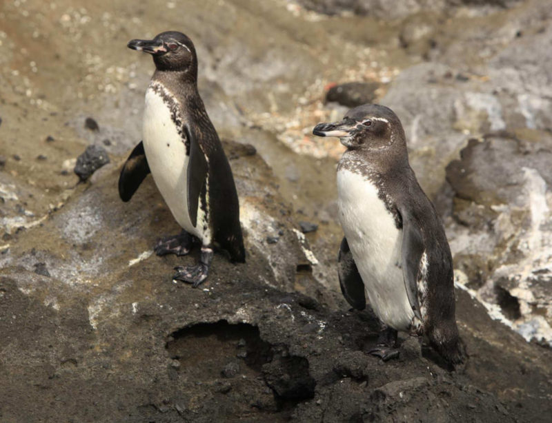 Luxuskreuzzfahrt GalapagosIsabella Island Pinguine