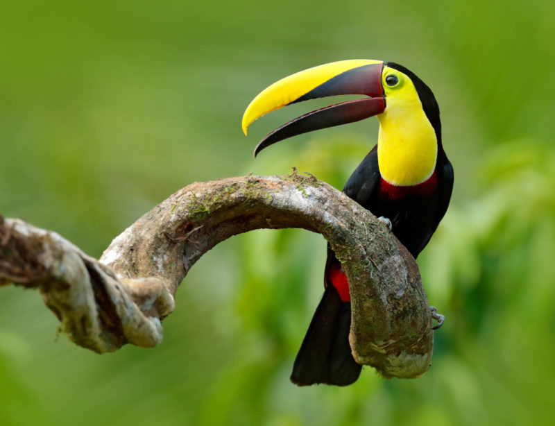 Luxusrundreise Ecuador Vogel