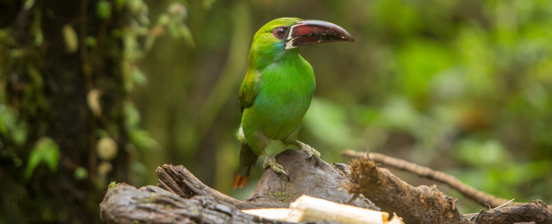 Luxusrundreise Ecuador Vogel