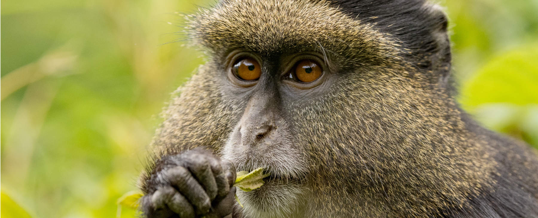 Luxusurlaub Gorillas Ruanda